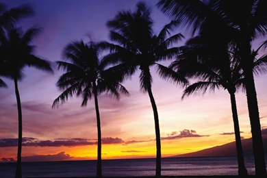 Tropical Susnet Dual Monitor Wallpapers