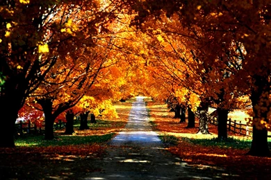 Fall Nature Wallpapers High Resolution
