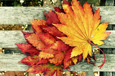 Autumn Leaves Wallpapers