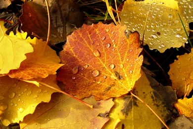 Leaves Yellow Autumn Wallpapers
