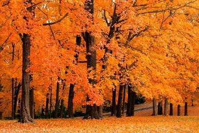 Autumn Hd Wallpapers   Wallpapers High Definition