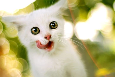 Download Download Cute White Cat HD Wallpapers