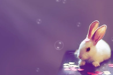 Cute Wallpapers Photos D1W » WALLPAPERUN.COM