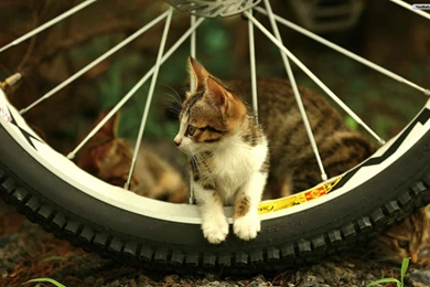 Cute Cats HD Wallpapers Gallery