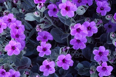 Purple Cute Flowers Wallpapers   Pink And Purple Wallpapers