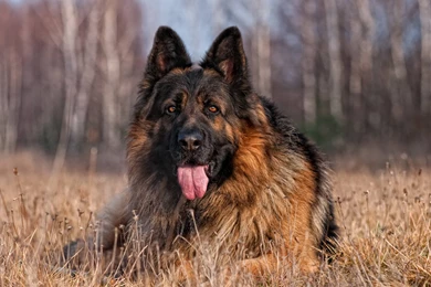 German Shepherd Dog Wallpapers   Wallpapers Cave