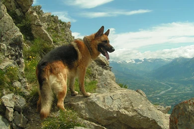 German Shepherd Wallpapers