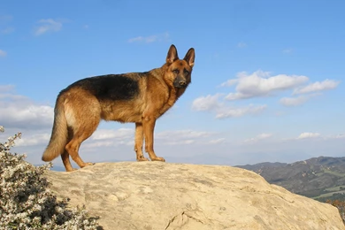 German Shepherd Awesome HD Wallpapers & Backgrounds   All HD ...