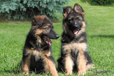German Shepherd Wallpapers And Screensavers 8 Free Hd Wallpapers ...