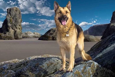 German Shepherd Wallpapers   Android Apps On Google Play