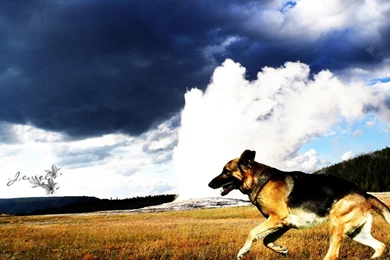 Pretty Dog German Shepherd Wallpapers