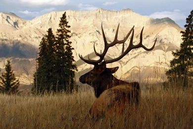 Elk Wallpapers   Wallpapers Cave