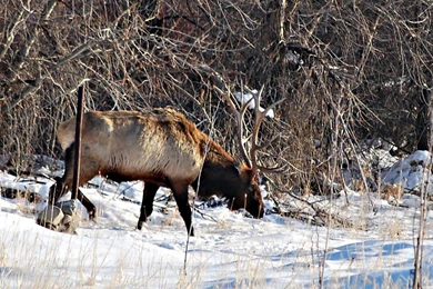 Elk Wallpapers   Animals Town