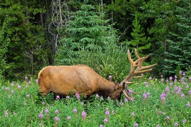 Bull Elk Wallpapers HD FREE   Android Apps On Google Play