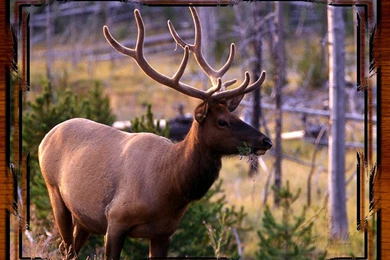 Top Kings Elk Wallpapers Wallpapers