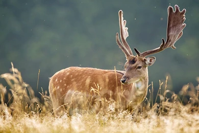 Jane Beast Neither Fish Nor Fowl Elk Wallpapers 4 － Animal ...