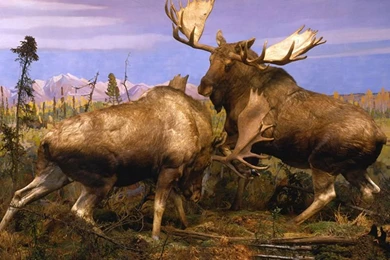 Elk Fighting Painting   Wallpaper.