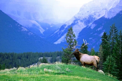 Wallpapers: Elk Wallpapers