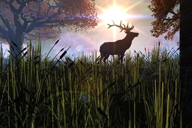 Dawn Sunrise Forest Antlers Elk Walk Trees Early Morning Deer ...
