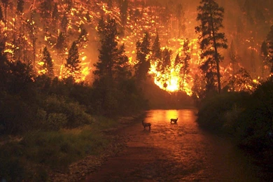 Download Free HQ Elk Wallpapers   Hqwallbase.pw