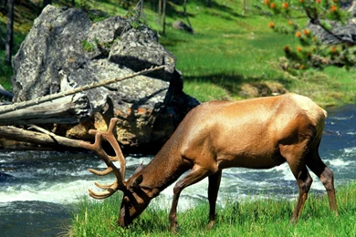 Free HQ Grazing Bull Elk Yellowstone Naitonal Park Wyoming ...