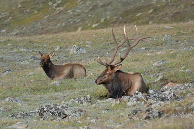 Download Free HQ Elk Wallpapers   Hqwallbase.pw