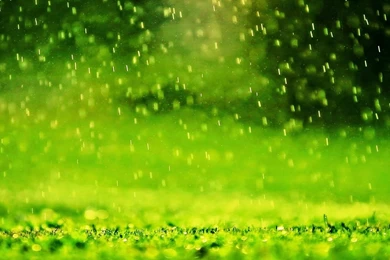 Green Rain Free Download Desktop Wallpapers   Beautiful Desktop ...