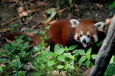 Download Free Modern Red Panda The Wallpapers 2000x1125
