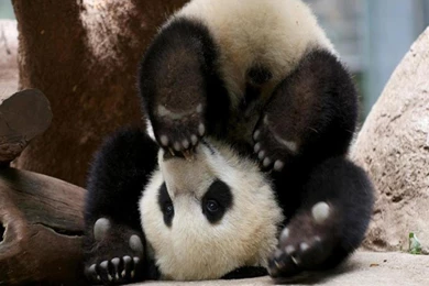 Cute Baby Panda Wallpapers Free : Animal Wallpapers   Rakaruan.com