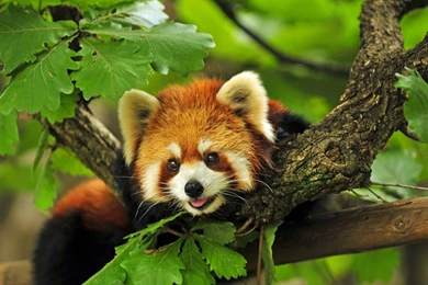 Free Red Panda Wallpapers