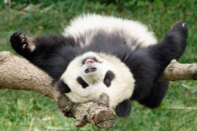 Funny Panda Wallpapers   Wallpapers Pictures Gallery