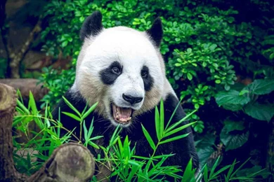 Panda Wallpapers Android Apps On Google Play