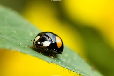 Download The Odd Lady Bug Wallpaper, Odd Lady Bug iPhone Wallpapers ...