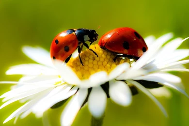 Wallpapers Cyber Security Pin Beetle Insect Flower Cornflower Blue ...