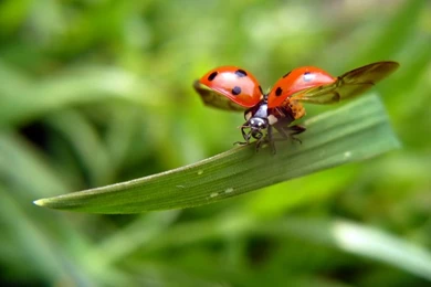 Fractals Bug 1280x1024 Wallpapers – Animals Bugs HD Desktop Wallpapers