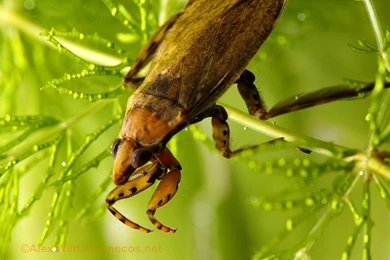 Insect Wallpapers