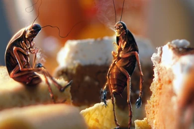 Download Bugs Wallpapers 1920x1200