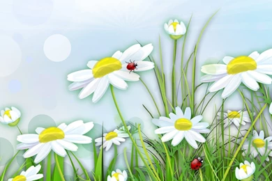 1280x1024 Chamomile & Lady Bugs Desktop PC And Mac Wallpapers