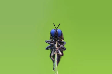 475 Insect HD Wallpapers