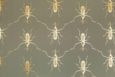 Buggie In Flashy Cadet