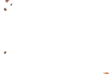 Bugs Wallpapers By Syngnathidas On DeviantArt