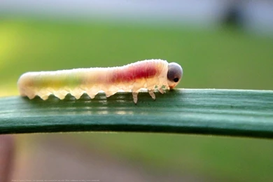 Download The Real Gummy Caterpillar Wallpaper, Real Gummy ...