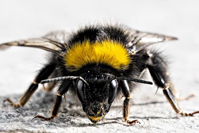 Bugs HD Bug And Insect Wallpapers