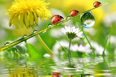 LADY BUGS WALLPAPER   (