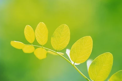 Computer Desktop Wallpapers