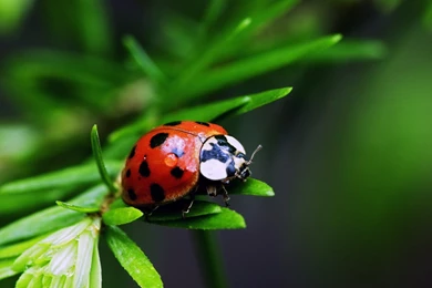 Free 3D Wallpapers Download: Insects Hd Wallpapers, Insect Wallpapers