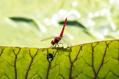 Download The Red Dragon Fly Wallpaper, Red Dragon Fly iPhone ...