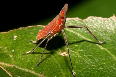 HD Animal Wallpapers: HD Bugs Wallpapers