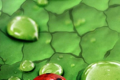 Iphone Bugs Wallpapers Animal Backgrounds