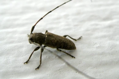 HD Animal Wallpapers: HD Bugs Wallpapers